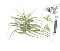 Tillandsia cacticola bright leaf