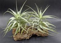 Tillandsia cacticola bright leaf