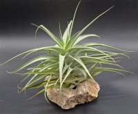 Tillandsia cacticola bright leaf