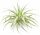 Tillandsia cacticola Bright Leaf – große Tillandsie ca. 18–20 cm – Luftpflanze 20–23 cm Ø – pflegeleichte Air Plant für Deko, Holz, Stein & Terrarium