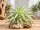 Tillandsia cacticola Bright Leaf – große Tillandsie ca. 18–20 cm – Luftpflanze 20–23 cm Ø – pflegeleichte Air Plant für Deko, Holz, Stein & Terrarium