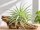 Tillandsia cacticola Bright Leaf – große Tillandsie ca. 18–20 cm – Luftpflanze 20–23 cm Ø – pflegeleichte Air Plant für Deko, Holz, Stein & Terrarium