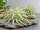 Tillandsia cacticola Bright Leaf – große Tillandsie ca. 18–20 cm – Luftpflanze 20–23 cm Ø – pflegeleichte Air Plant für Deko, Holz, Stein & Terrarium