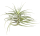 Tillandsia cacticola bright leaf