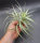Tillandsia cacticola bright leaf