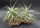 Tillandsia cacticola bright leaf