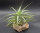 Tillandsia cacticola bright leaf