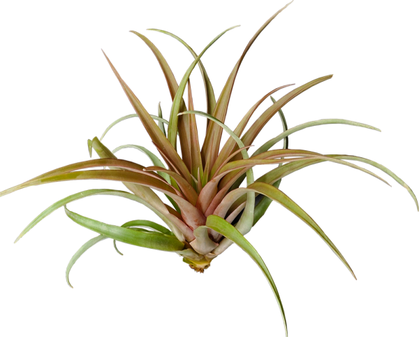 Tillandsia capitata red L