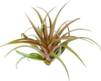 Tillandsia capitata red L