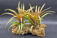 Tillandsia capitata red L