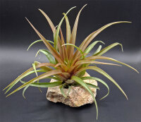 Tillandsia capitata red L
