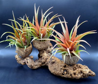 Tillandsia capitata red L