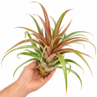 Tillandsia capitata Red L – große Tillandsie ca. 23 cm – rote Luftpflanze ohne Erde – Bromelie für Deko, Terrarium & Pflanzenarrangements