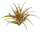 Tillandsia capitata red L