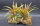Tillandsia capitata red L
