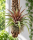 Tillandsia capitata Red L – große Tillandsie ca. 23 cm – rote Luftpflanze ohne Erde – Bromelie für Deko, Terrarium & Pflanzenarrangements