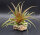Tillandsia capitata red L