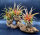 Tillandsia capitata red L