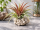Tillandsia capitata Red L – große Tillandsie ca. 23 cm – rote Luftpflanze ohne Erde – Bromelie für Deko, Terrarium & Pflanzenarrangements