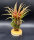 Tillandsia capitata red L