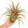 Tillandsia capitata Red L – große Tillandsie ca. 23 cm – rote Luftpflanze ohne Erde – Bromelie für Deko, Terrarium & Pflanzenarrangements