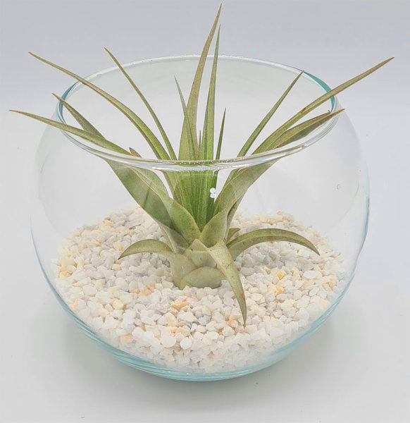 Kugelglas mit lebender Tillandsia brachycaulos abdita, 10 cm Durchmesser, Tillandsia, Deko