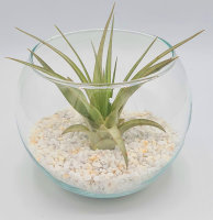 Kugelglas mit lebender Tillandsia brachycaulos abdita, 10...