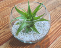 Kugelglas mit lebender Tillandsia brachycaulos abdita, 10...