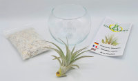 Kugelglas mit lebender Tillandsia brachycaulos abdita, 10 cm Durchmesser, Tillandsia, Deko