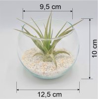 Kugelglas mit lebender Tillandsia brachycaulos abdita, 10 cm Durchmesser, Tillandsia, Deko