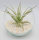 Kugelglas mit lebender Tillandsia brachycaulos abdita, 10 cm Durchmesser, Tillandsia, Deko