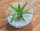 Kugelglas mit lebender Tillandsia brachycaulos abdita, 10 cm Durchmesser, Tillandsia, Deko