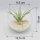 Kugelglas mit lebender Tillandsia brachycaulos abdita, 10 cm Durchmesser, Tillandsia, Deko