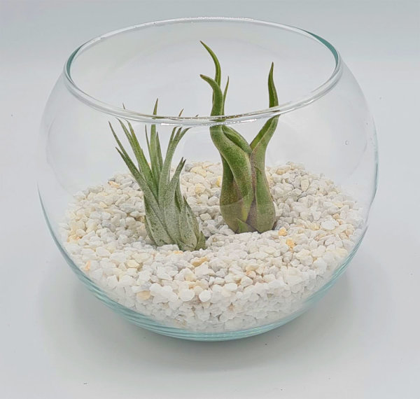 Kugelglas mit lebenden Tillandsia caput medusae und Tillandsia kolbii , 12,5 cm Durchmesser, Tillandsia, Deko