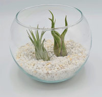 Kugelglas mit lebenden Tillandsia caput medusae und...
