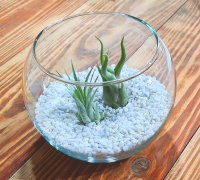 Kugelglas mit lebenden Tillandsia caput medusae und...