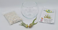 Kugelglas mit lebenden Tillandsia caput medusae und Tillandsia kolbii , 12,5 cm Durchmesser, Tillandsia, Deko