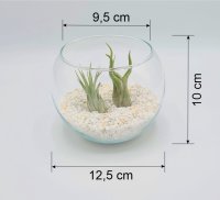 Kugelglas mit lebenden Tillandsia caput medusae und Tillandsia kolbii , 12,5 cm Durchmesser, Tillandsia, Deko