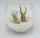 Kugelglas mit lebenden Tillandsia caput medusae und Tillandsia kolbii , 12,5 cm Durchmesser, Tillandsia, Deko