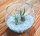 Kugelglas mit lebenden Tillandsia caput medusae und Tillandsia kolbii , 12,5 cm Durchmesser, Tillandsia, Deko