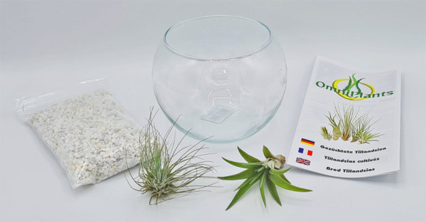 Kugelglas mit lebenden Tillandsia gracilis und Tillandsia velutina, 1,  11,90 € | Kunstpflanzen