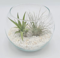 Kugelglas mit lebenden Tillandsia gracilis und Tillandsia velutina, 12,5 cm Durchmesser, Tillandsia, Deko