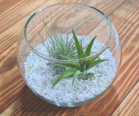 Kugelglas mit lebenden Tillandsia gracilis und Tillandsia velutina, 12,5 cm Durchmesser, Tillandsia, Deko