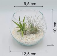 Kugelglas mit lebenden Tillandsia gracilis und Tillandsia velutina, 12,5 cm Durchmesser, Tillandsia, Deko