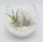 Kugelglas mit lebenden Tillandsia gracilis und Tillandsia velutina, 12,5 cm Durchmesser, Tillandsia, Deko