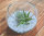 Kugelglas mit lebenden Tillandsia gracilis und Tillandsia velutina, 12,5 cm Durchmesser, Tillandsia, Deko