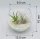 Kugelglas mit lebenden Tillandsia gracilis und Tillandsia velutina, 12,5 cm Durchmesser, Tillandsia, Deko