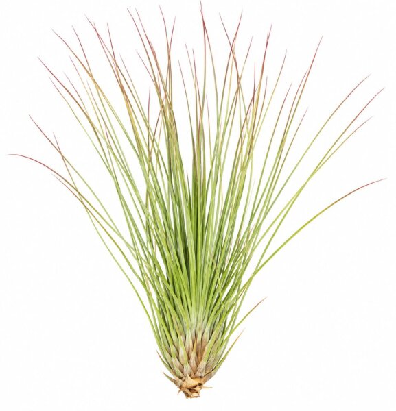 Tillandsia festucoides ca. 20 cm – Luftpflanze ohne Erde – pflegeleichte Air Plant für Deko, Zimmer & Terrarium – inkl. Pflegeanleitung – plastikfrei verpackt