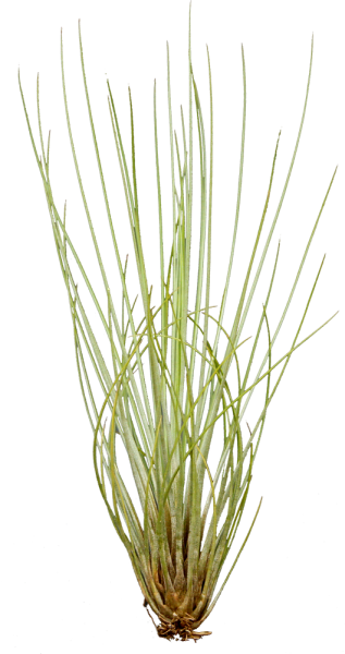 Tillandsia festucoides