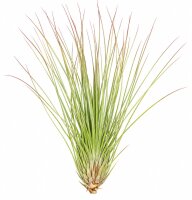 Tillandsia festucoides ca. 20 cm – Luftpflanze ohne...